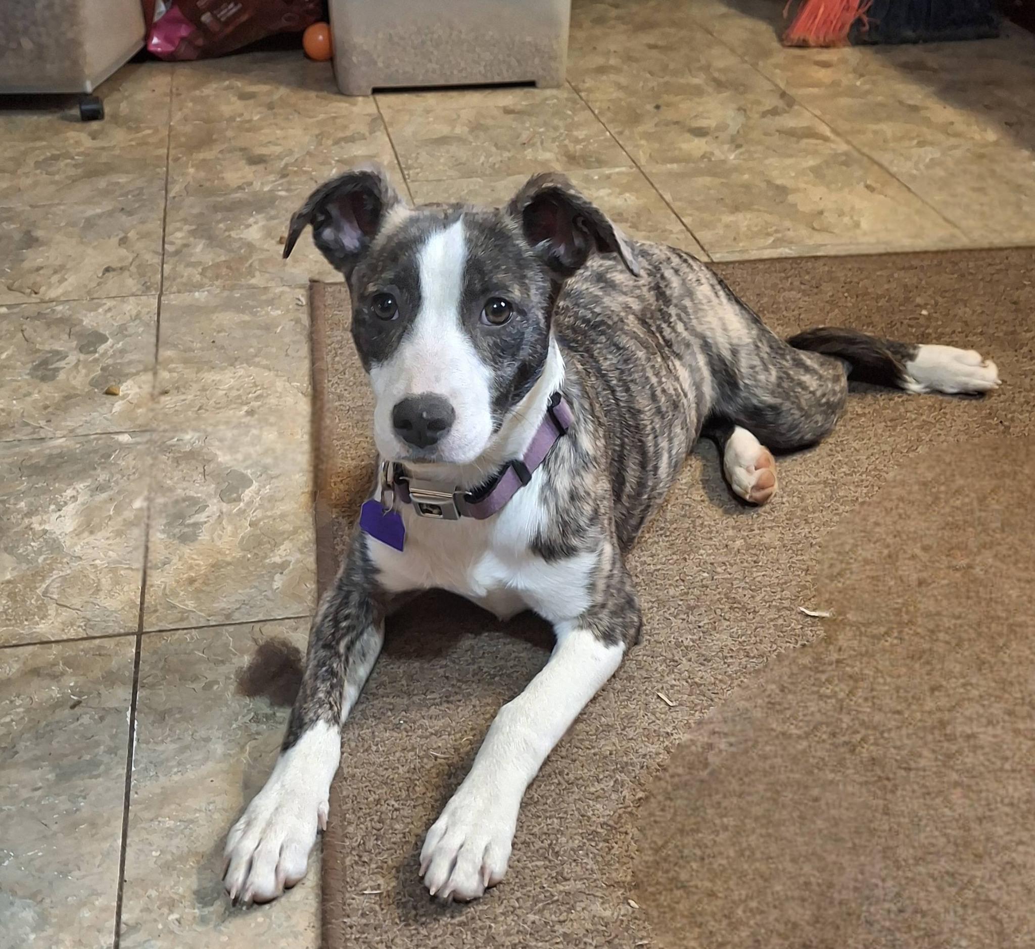 Enlarge Wren, a ADOPTABLE mixed breed in Sulphur, KY image 4/5