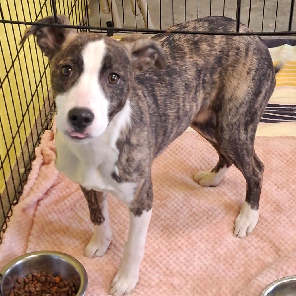 Enlarge Wren, a ADOPTABLE mixed breed in Sulphur, KY image 3/5