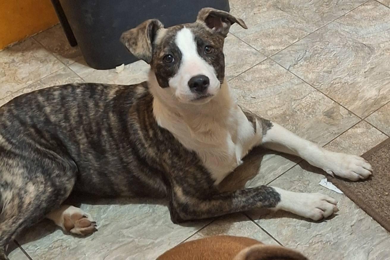 Enlarge Wren, a ADOPTABLE mixed breed in Sulphur, KY image 2/5