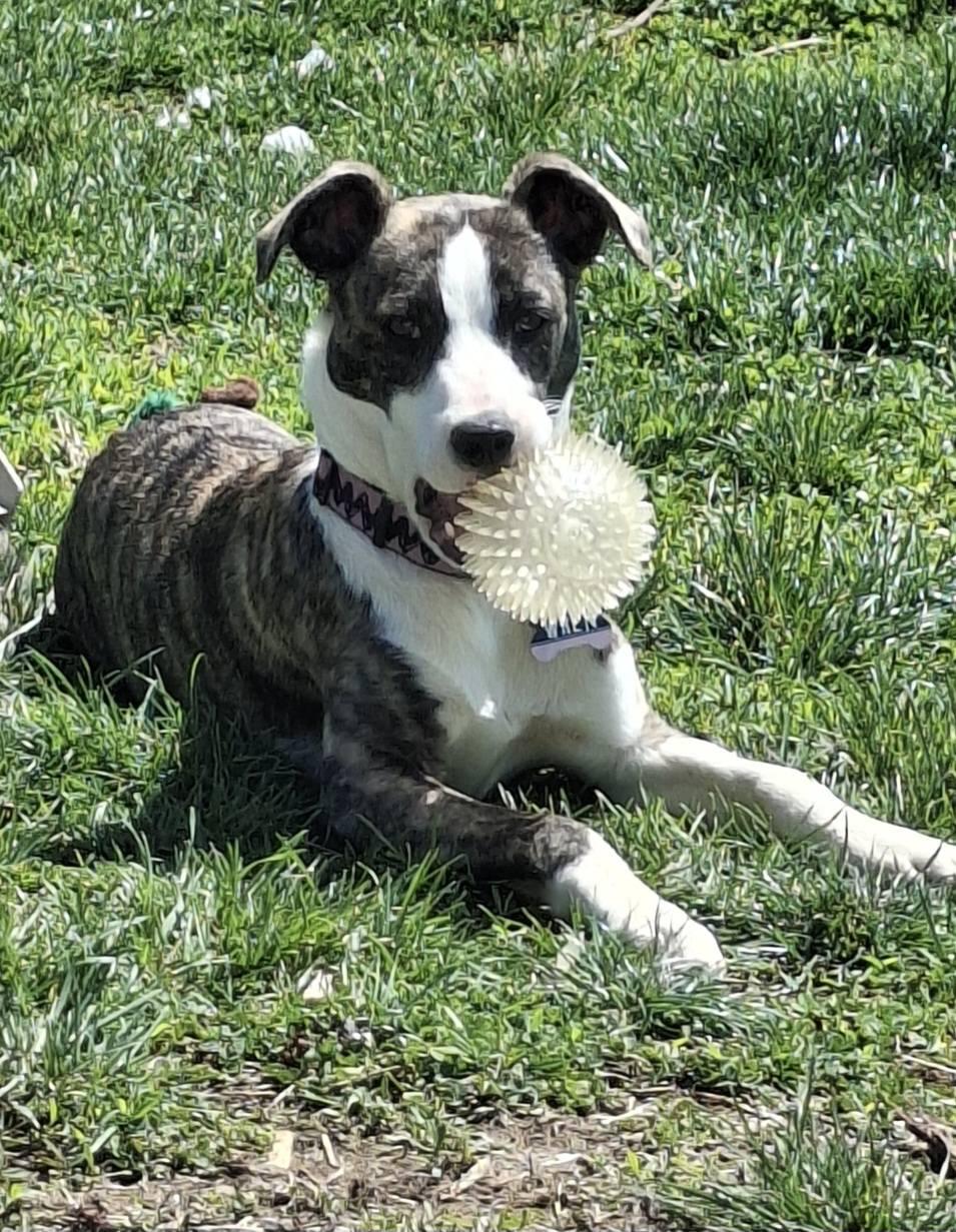 Enlarge Wren, a ADOPTABLE mixed breed in Sulphur, KY image 5/5