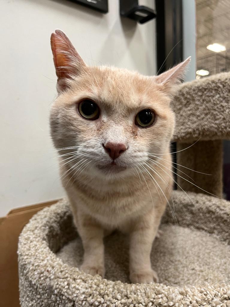 Beau, Adoptable, Senior Male Domestic Short Hair.