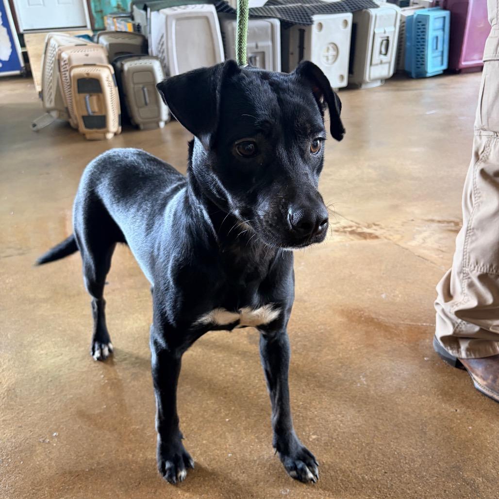 Enlarge Samantha, a Adoptable mixed breed in Palestine, TX image 2/3