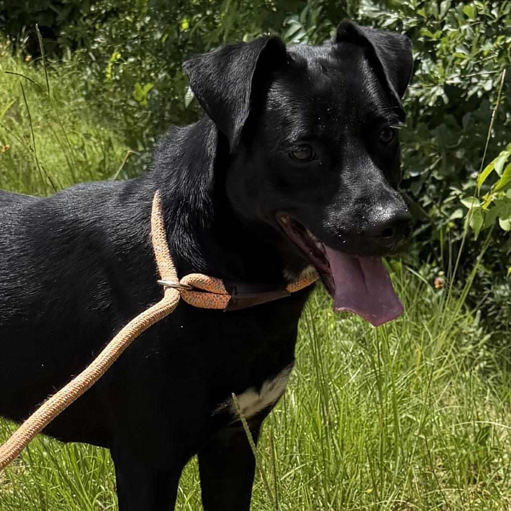 Enlarge Samantha, a Adoptable mixed breed in Palestine, TX image 4/4