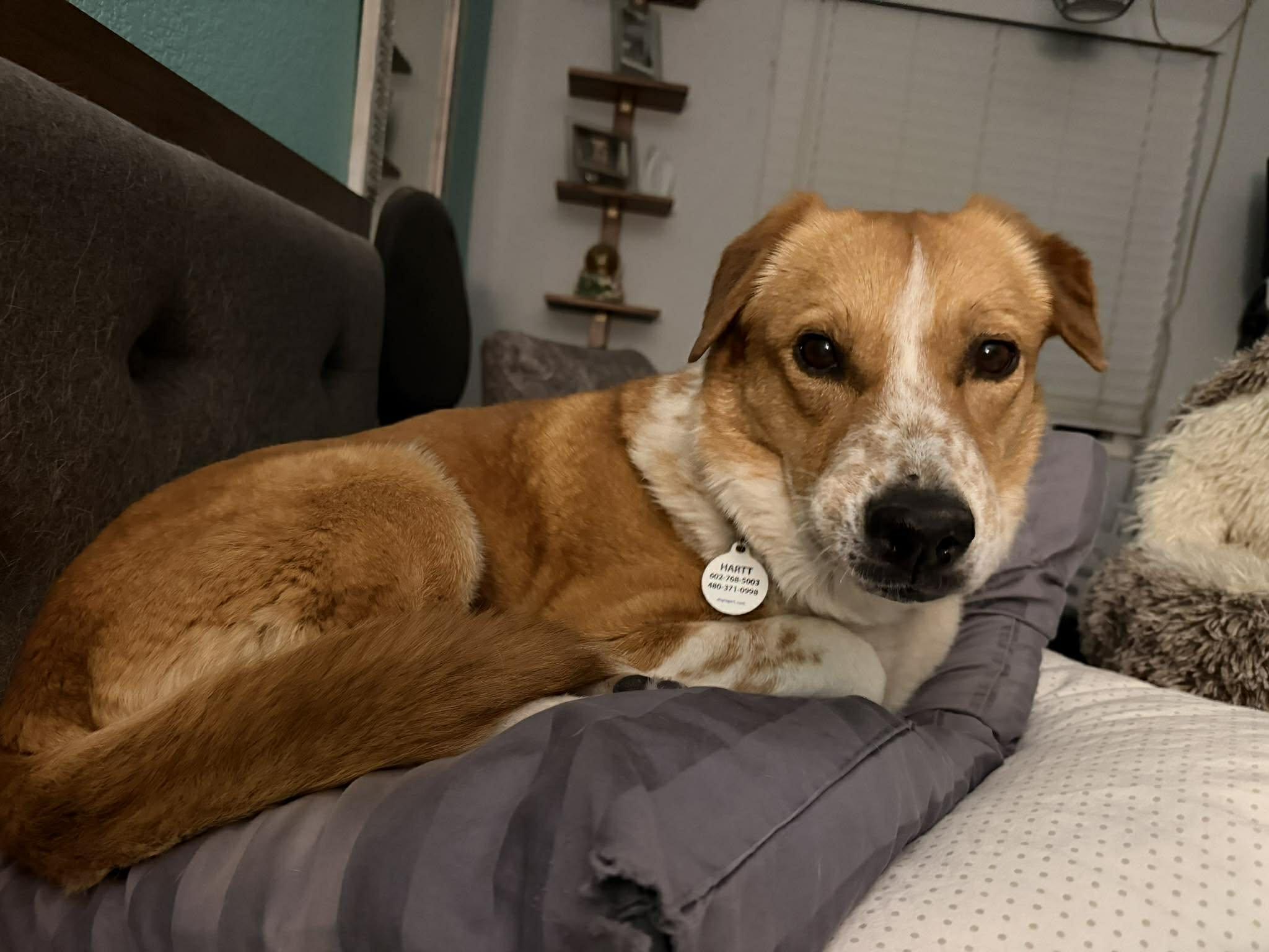 Enlarge Gracie, a ADOPTABLE mixed breed in Phoenix, AZ image 3/6