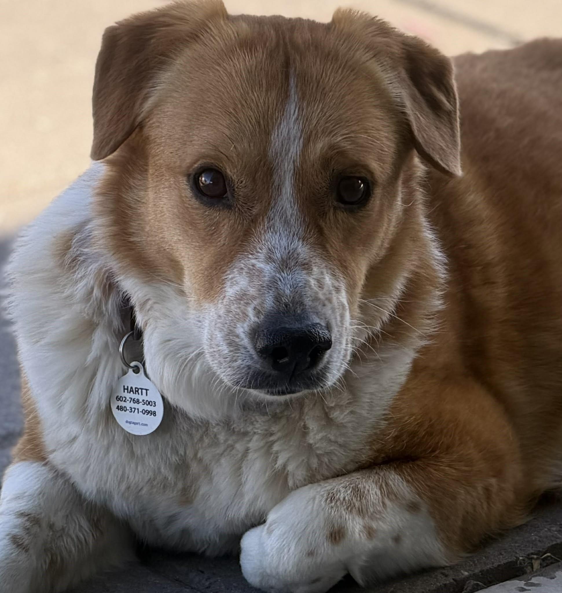 Enlarge Gracie, a ADOPTABLE mixed breed in Phoenix, AZ image 4/6