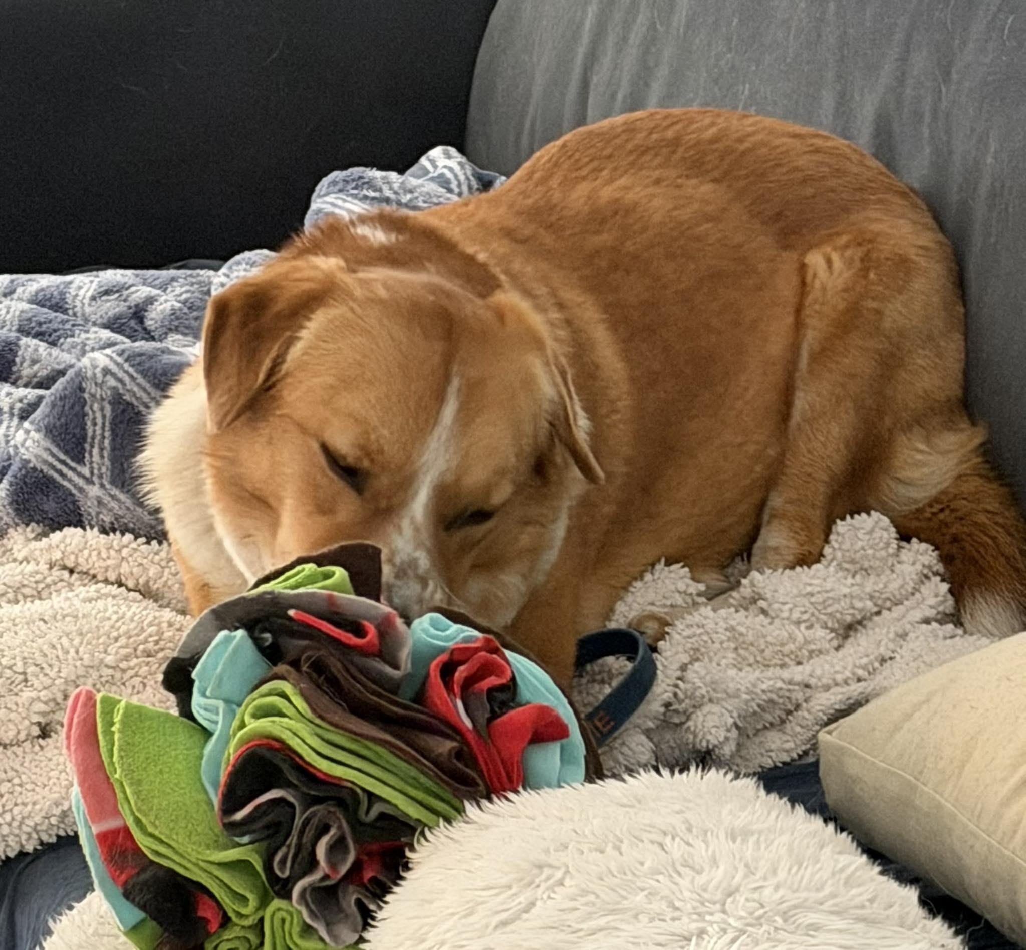 Enlarge Gracie, a ADOPTABLE mixed breed in Phoenix, AZ image 5/6