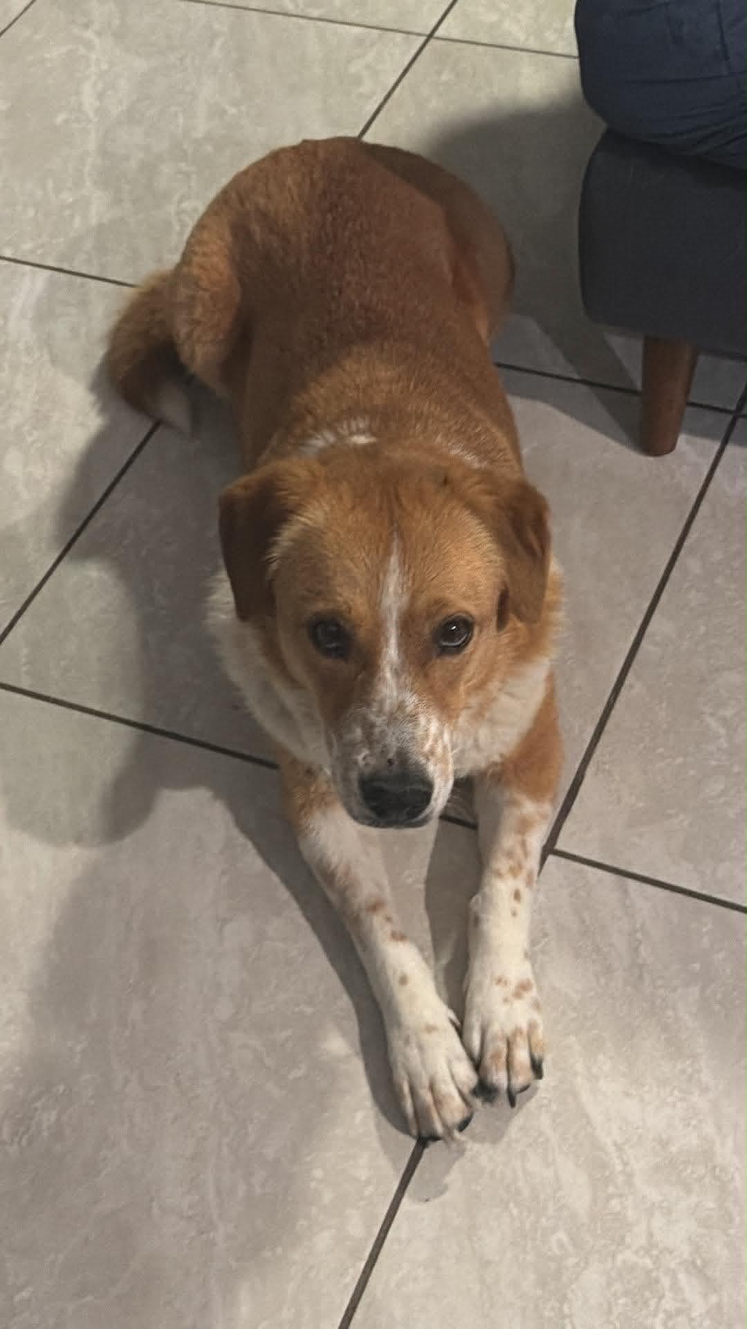 Gracie, ADOPTABLE, Adult Female Corgi.