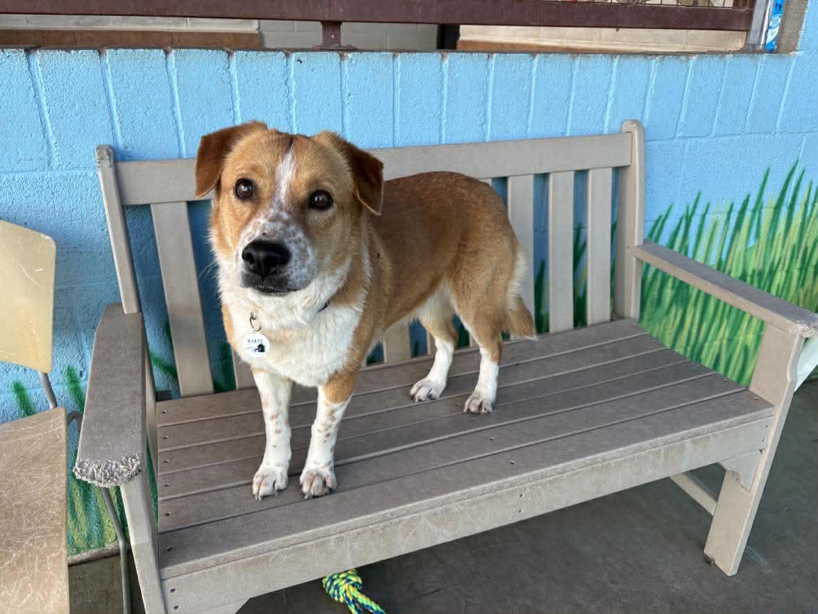 Enlarge Gracie, a ADOPTABLE mixed breed in Phoenix, AZ image 2/6