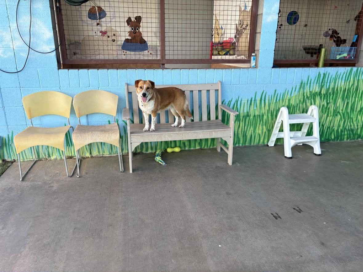 Gracie — thumbnail 3