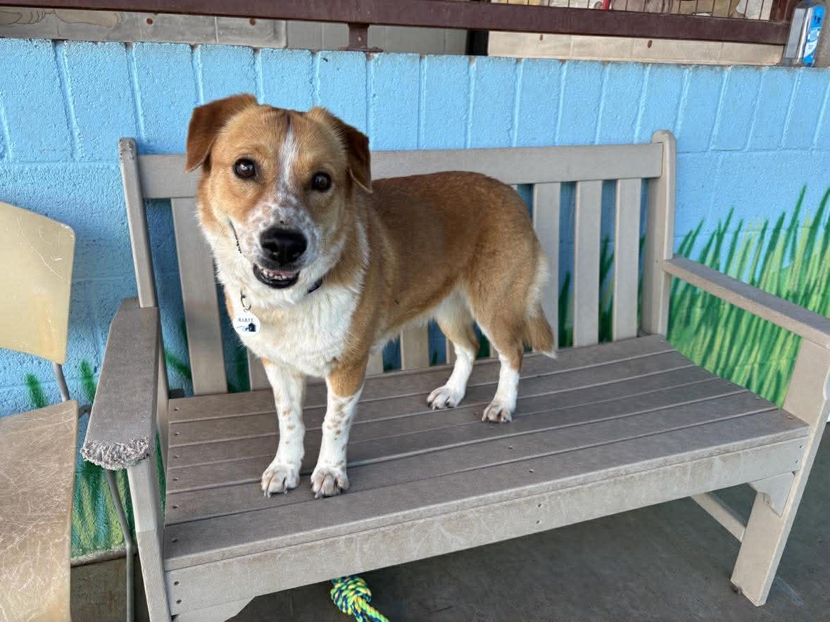 Gracie — thumbnail 4