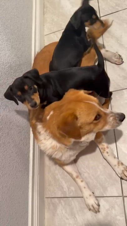 Enlarge Gracie, a ADOPTABLE mixed breed in Phoenix, AZ video 6/6