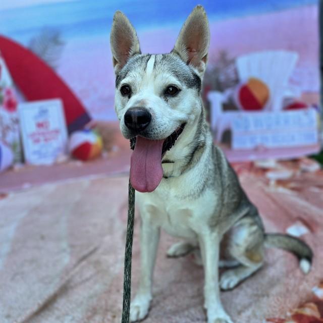 REX, Adoptable, Young Male Siberian Husky.