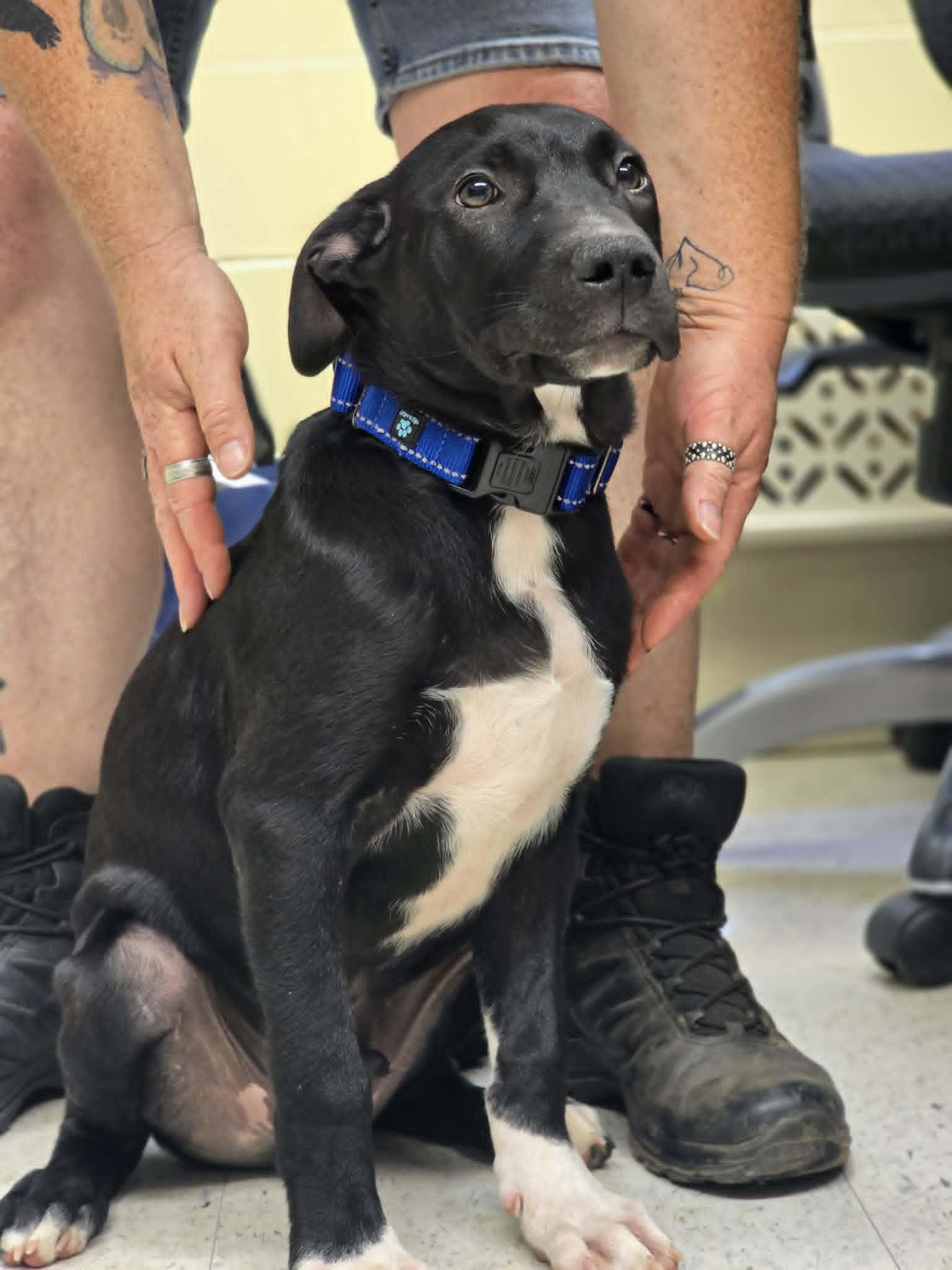 Enlarge Scott, an adopted mixed breed in Grants Pass, OR image 1/1