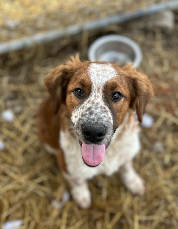 Enlarge Fee, a Adoptable mixed breed in Manchester, TN image 1/3