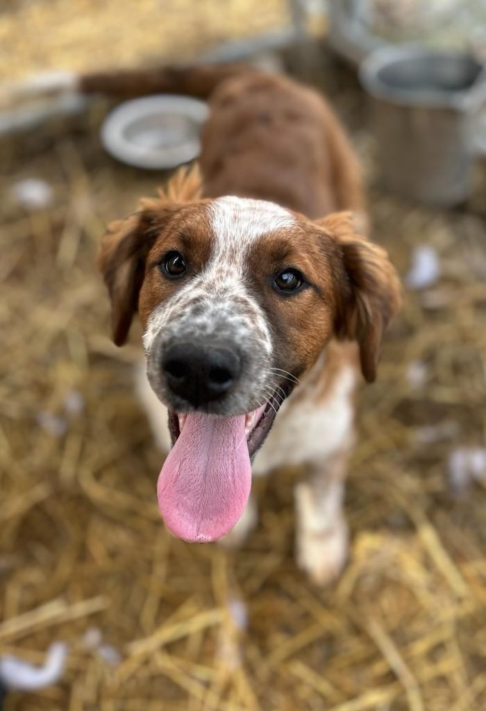 Enlarge Fee, a Adoptable mixed breed in Manchester, TN image 2/3