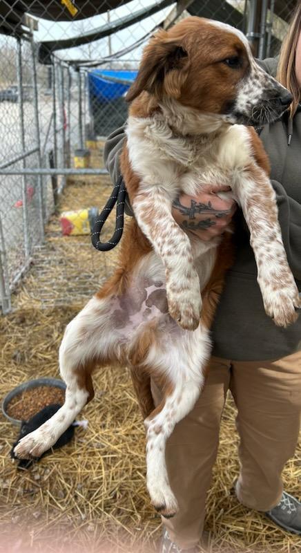 Enlarge Fee, a Adoptable mixed breed in Manchester, TN image 3/3