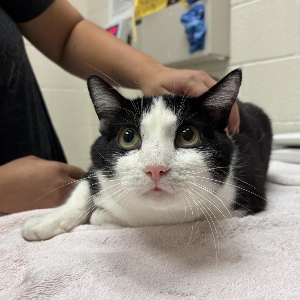 Enlarge Shadow, a Adoptable Domestic Short Hair in Murray, UT image 1/1