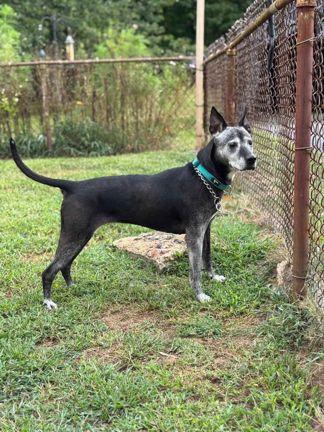 Oreo, a Adoptable mixed breed in Sayreville, NJ image 1/4