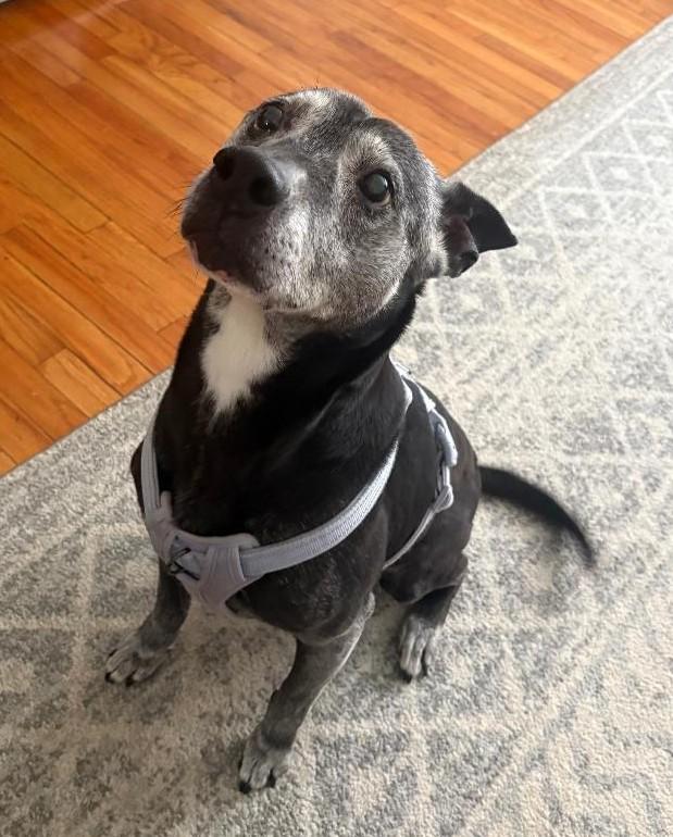 Oreo, Senior Female Labrador Retriever