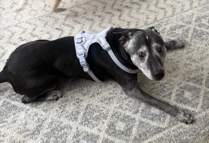 Oreo, a Adoptable mixed breed in Sayreville, NJ image 3/4