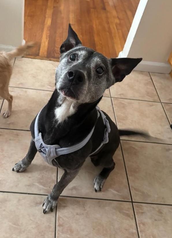 Oreo, a Adoptable mixed breed in Sayreville, NJ image 4/4