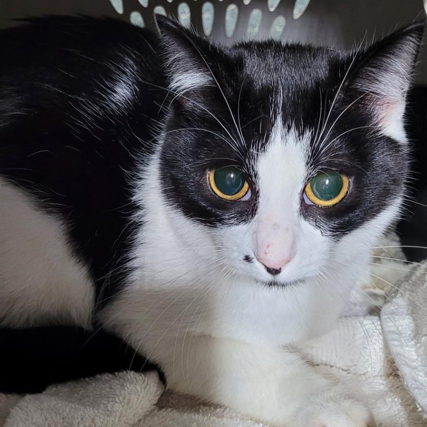 Cara, Adoptable, Kitten Female Domestic Short Hair.