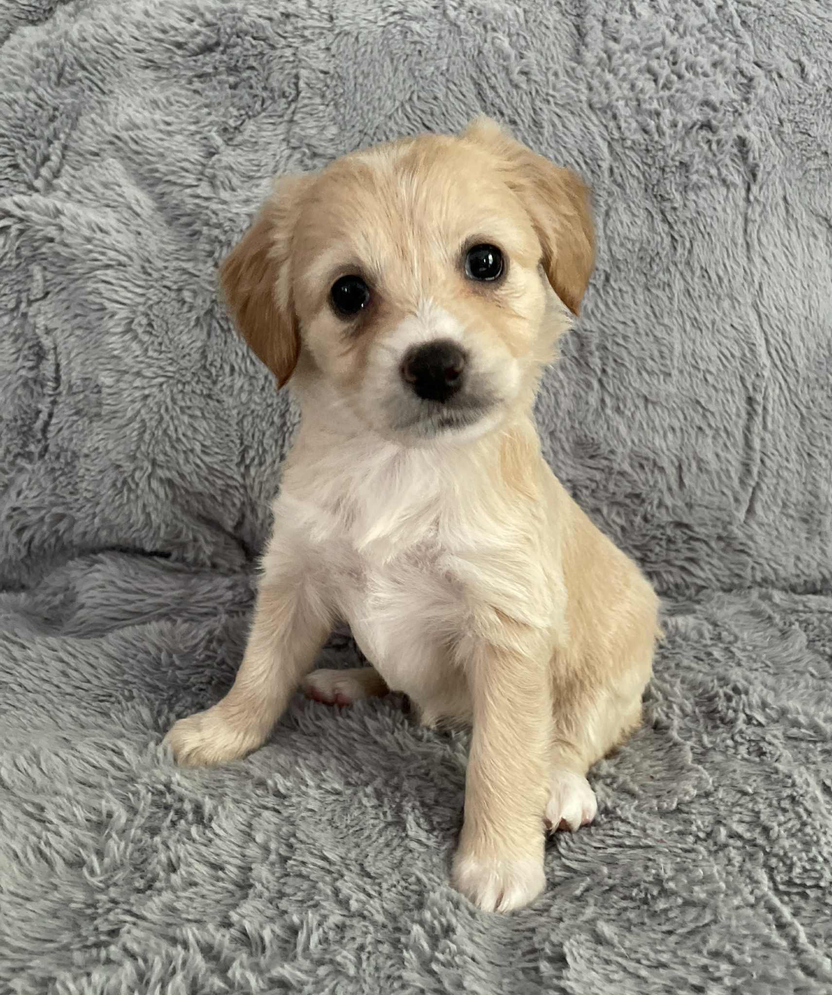 Laney, Baby Female unknown