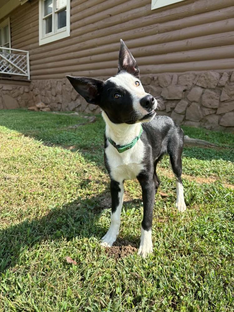 Enlarge Fonzie, a Adoptable mixed breed in Middletown, CT image 1/6