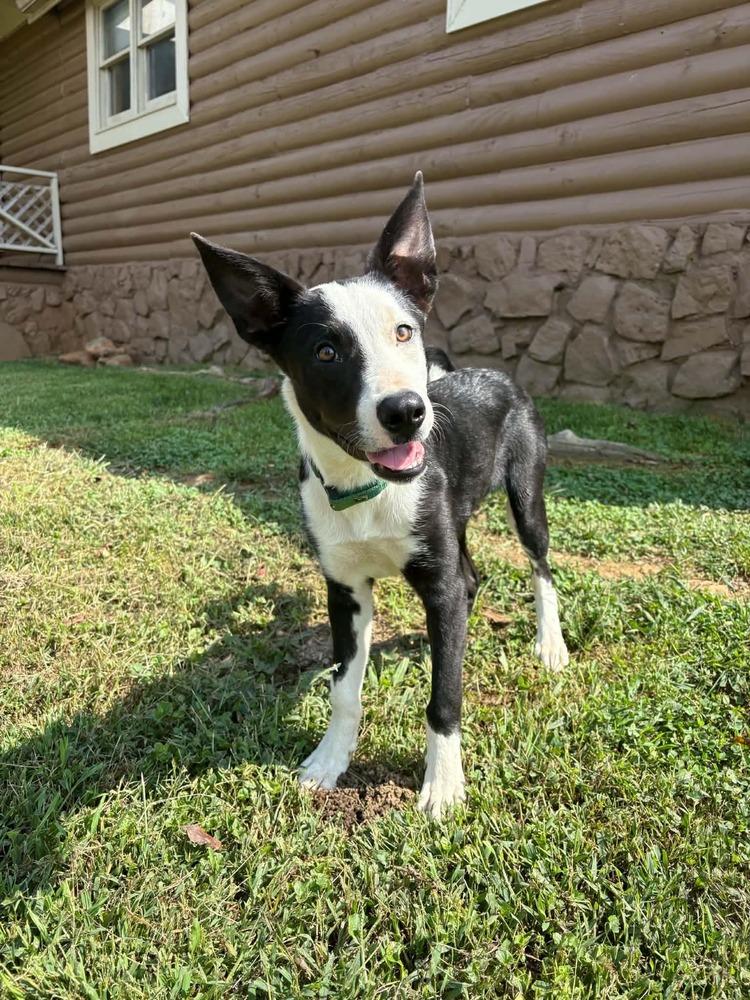 Enlarge Fonzie, a Adoptable mixed breed in Middletown, CT image 4/6