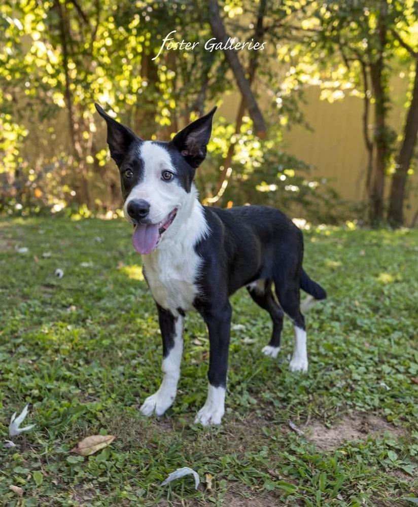 Enlarge Fonzie, a Adoptable mixed breed in Middletown, CT image 5/6