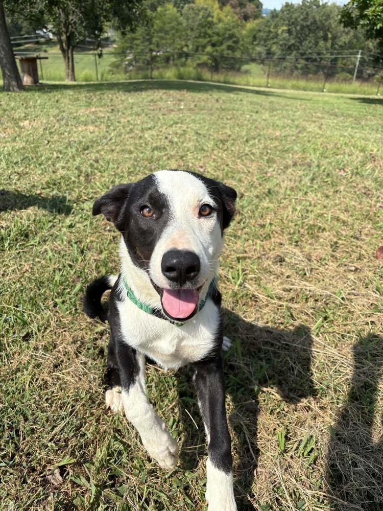 Enlarge Fonzie, a Adoptable mixed breed in Middletown, CT image 6/6