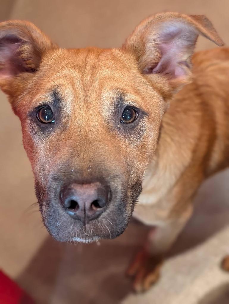 Enlarge Spin, a Adoptable mixed breed in North Syracuse, NY image 1/3