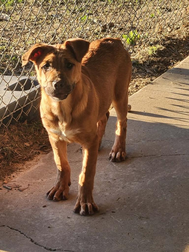 Enlarge Spin, a Adoptable mixed breed in North Syracuse, NY image 2/3