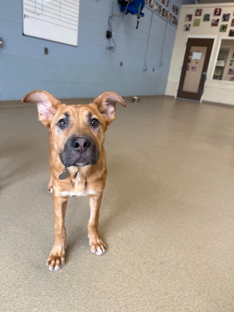 Enlarge Spin, a Adoptable mixed breed in North Syracuse, NY image 3/3
