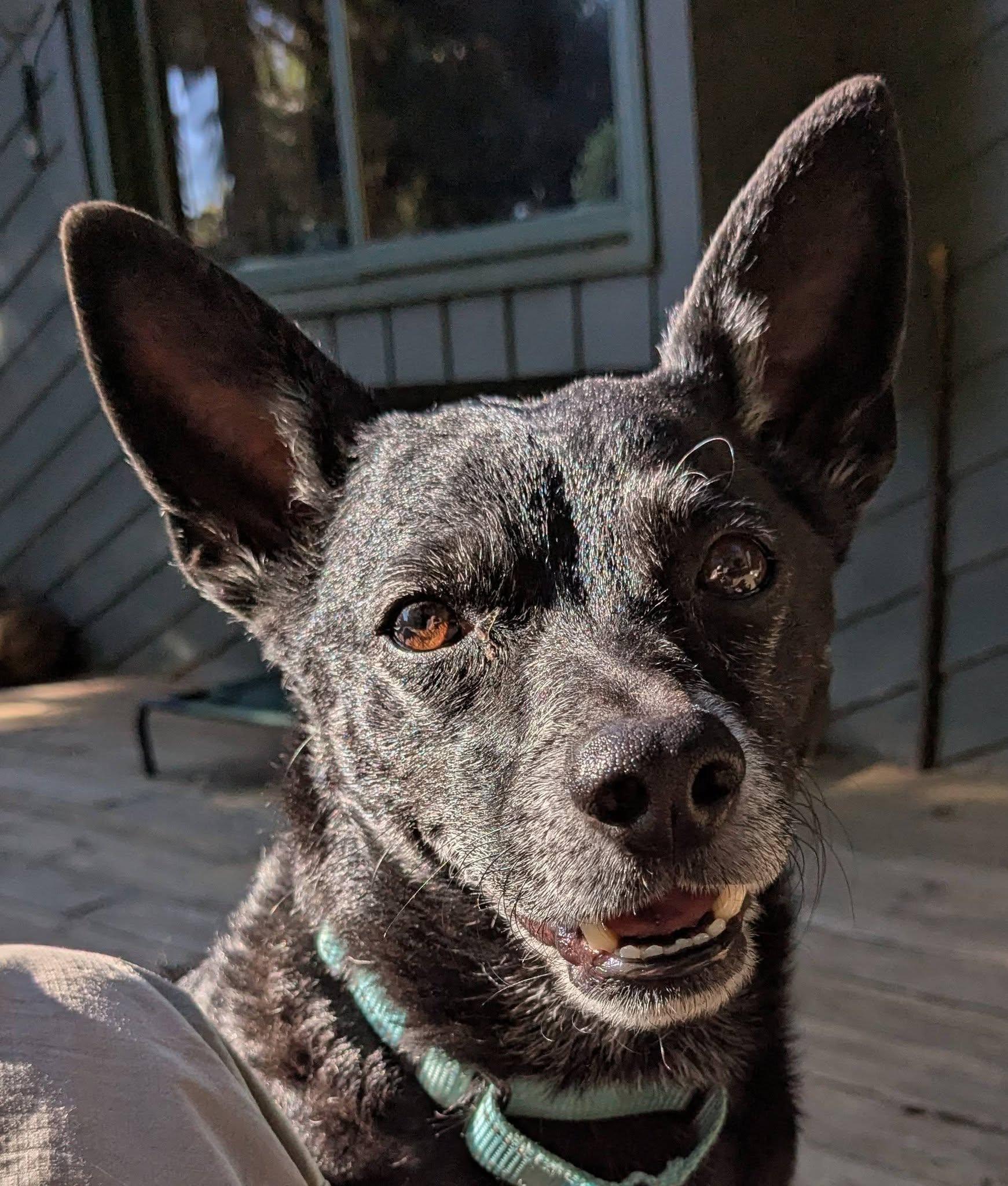 Enlarge Trip, a Adoptable mixed breed in Clatskanie, OR image 3/6