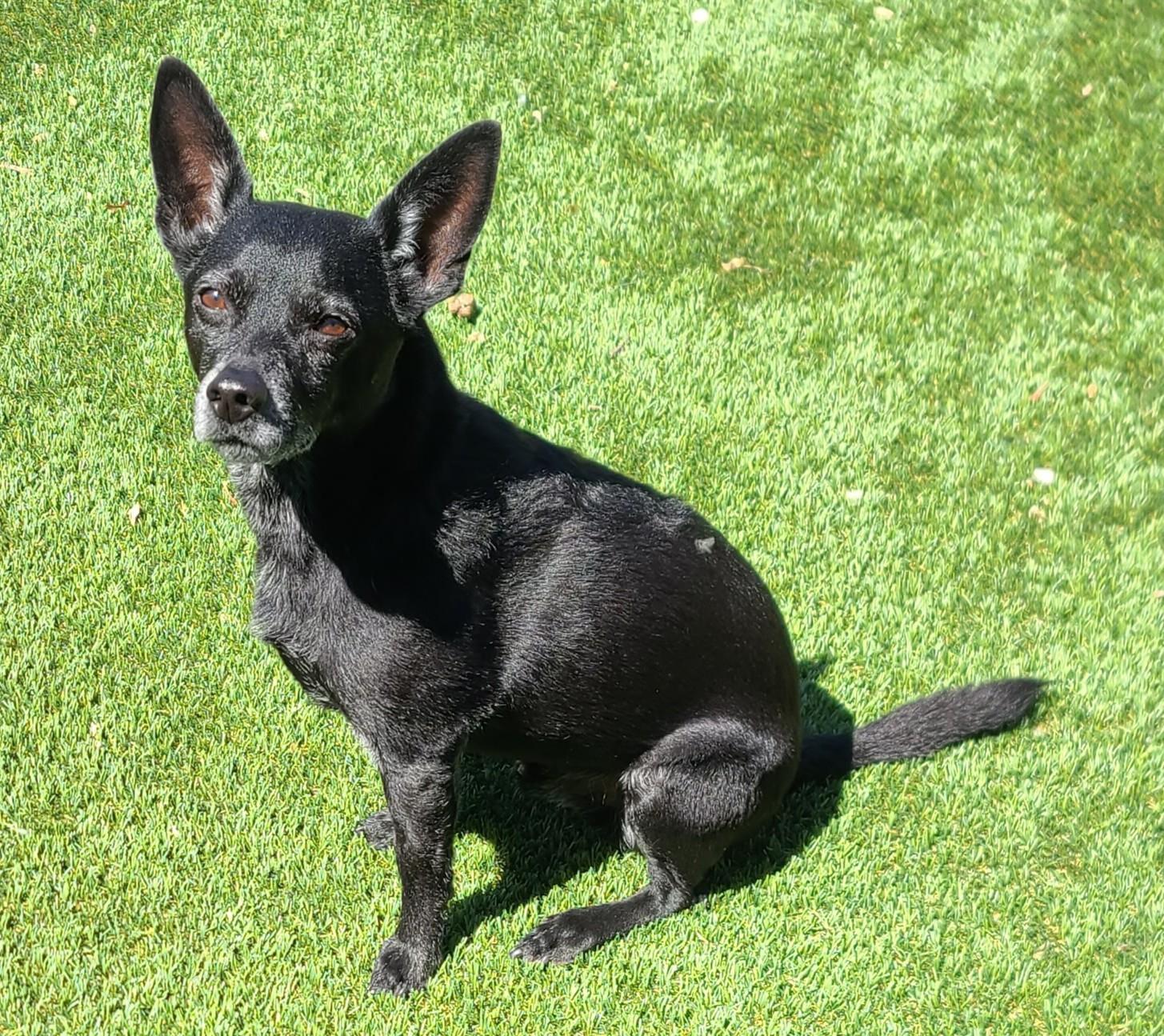 Enlarge Trip, a ADOPTABLE mixed breed in Boise, ID image 2/5
