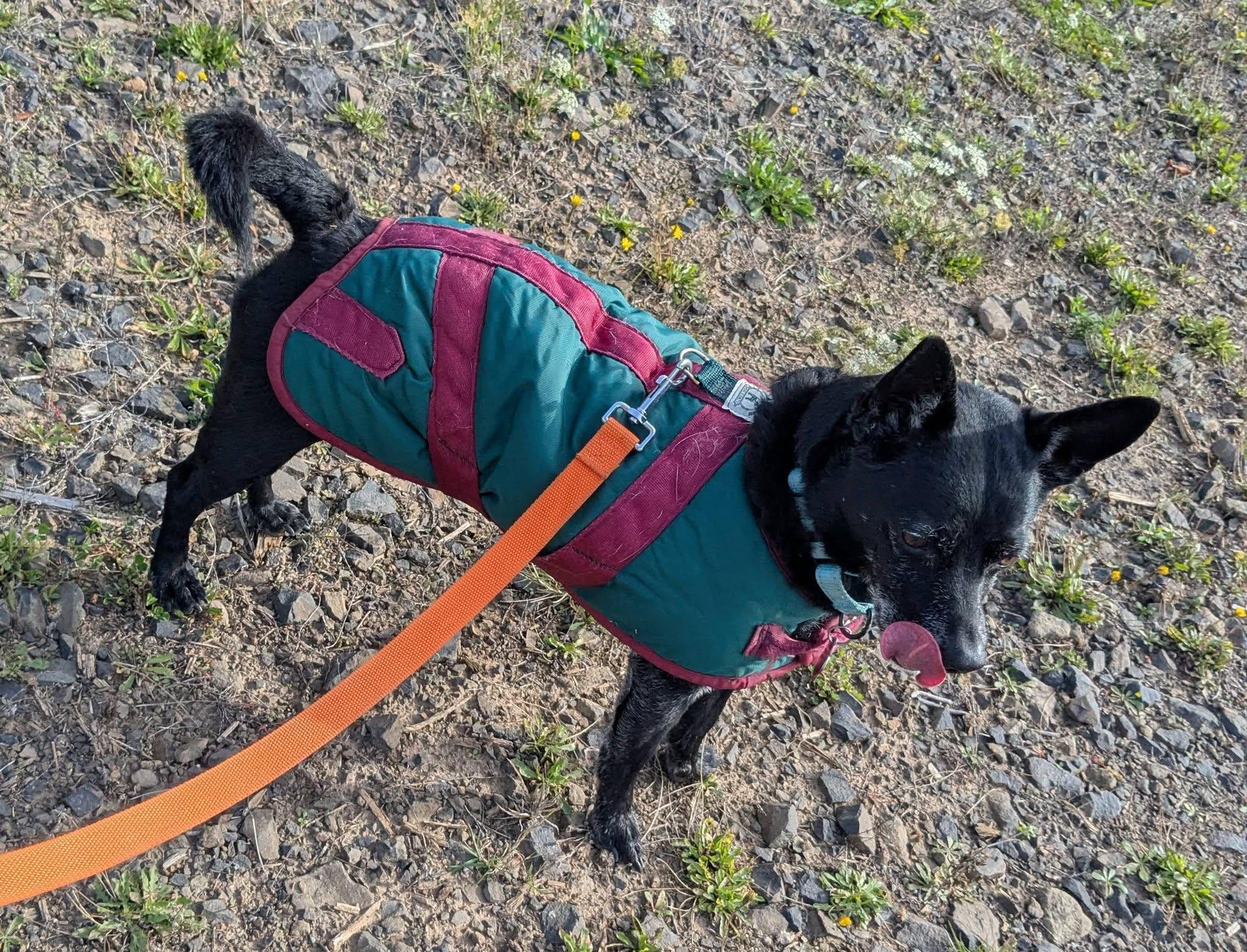Trip, Adoptable, Adult Male Chihuahua.