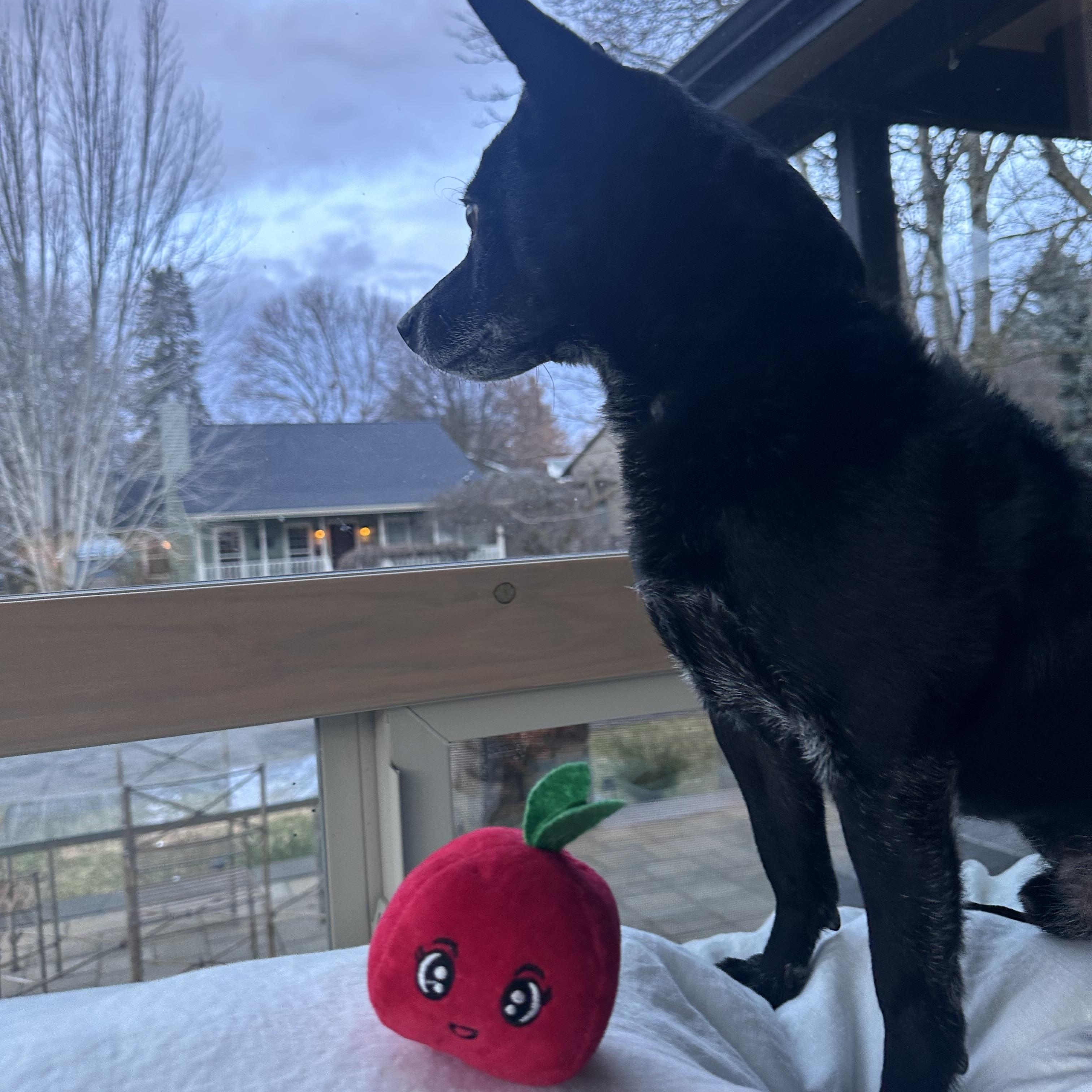 Enlarge Trip, a ADOPTABLE mixed breed in Boise, ID image 3/5