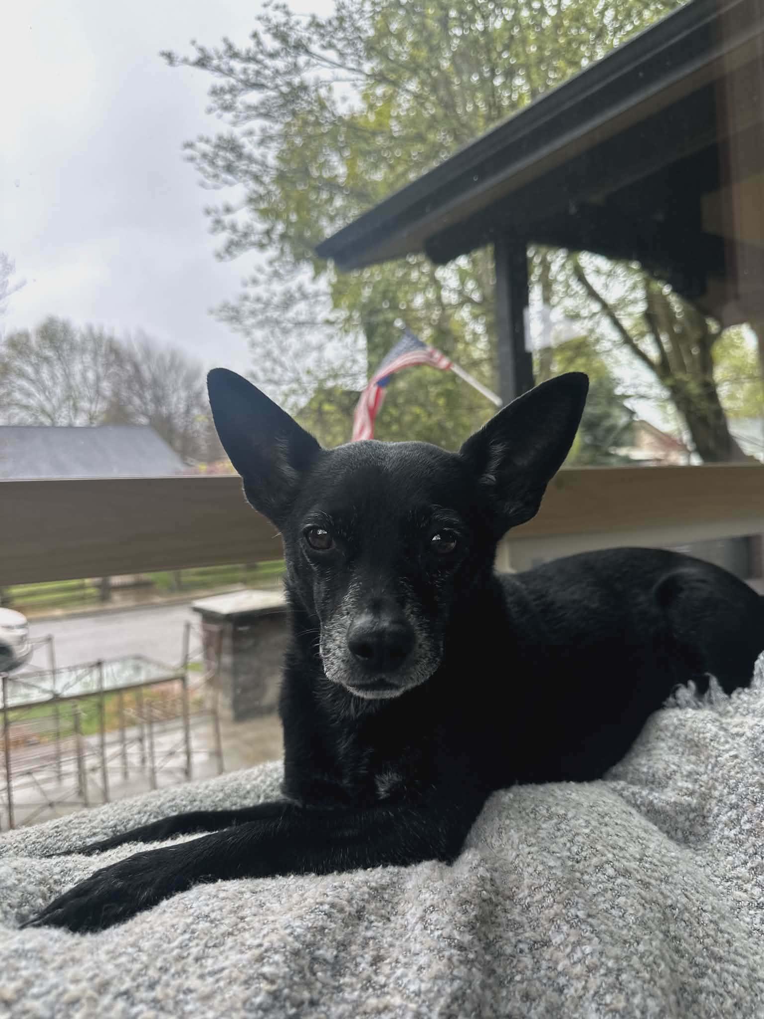 Enlarge Trip, a ADOPTABLE mixed breed in Boise, ID image 4/5