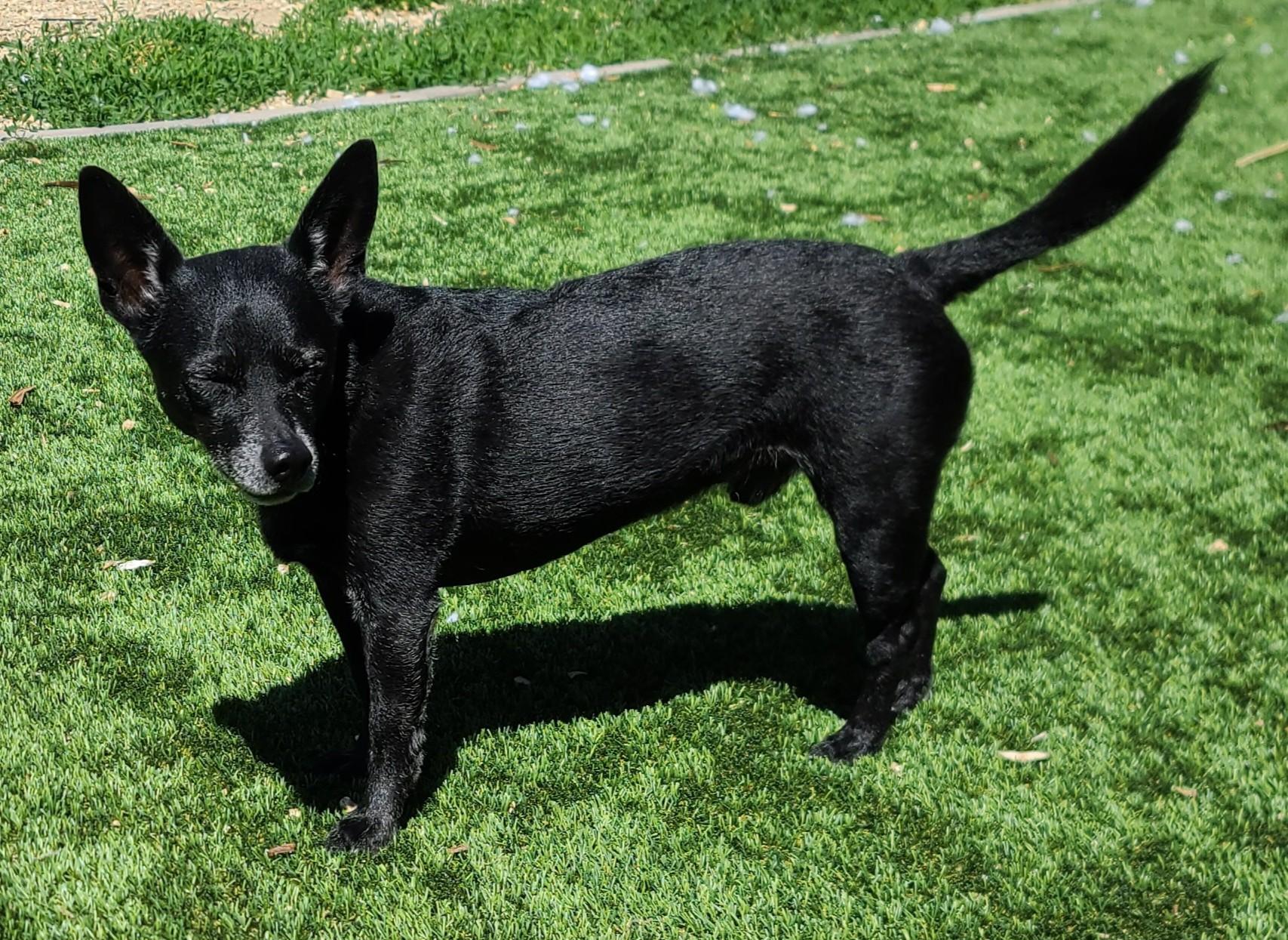 Trip, ADOPTABLE, Adult Male Chihuahua.