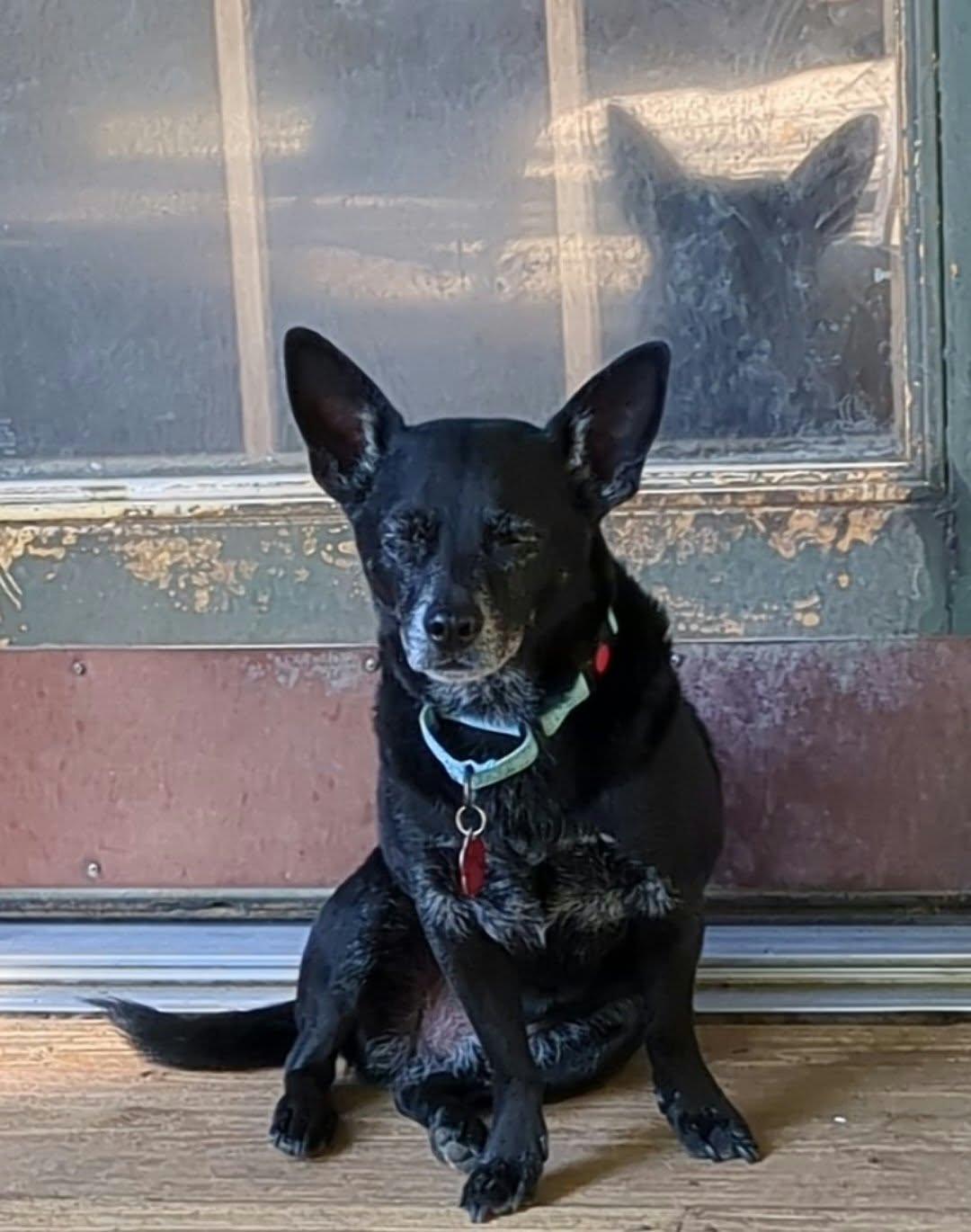 Enlarge Trip, a Adoptable mixed breed in Clatskanie, OR image 2/6