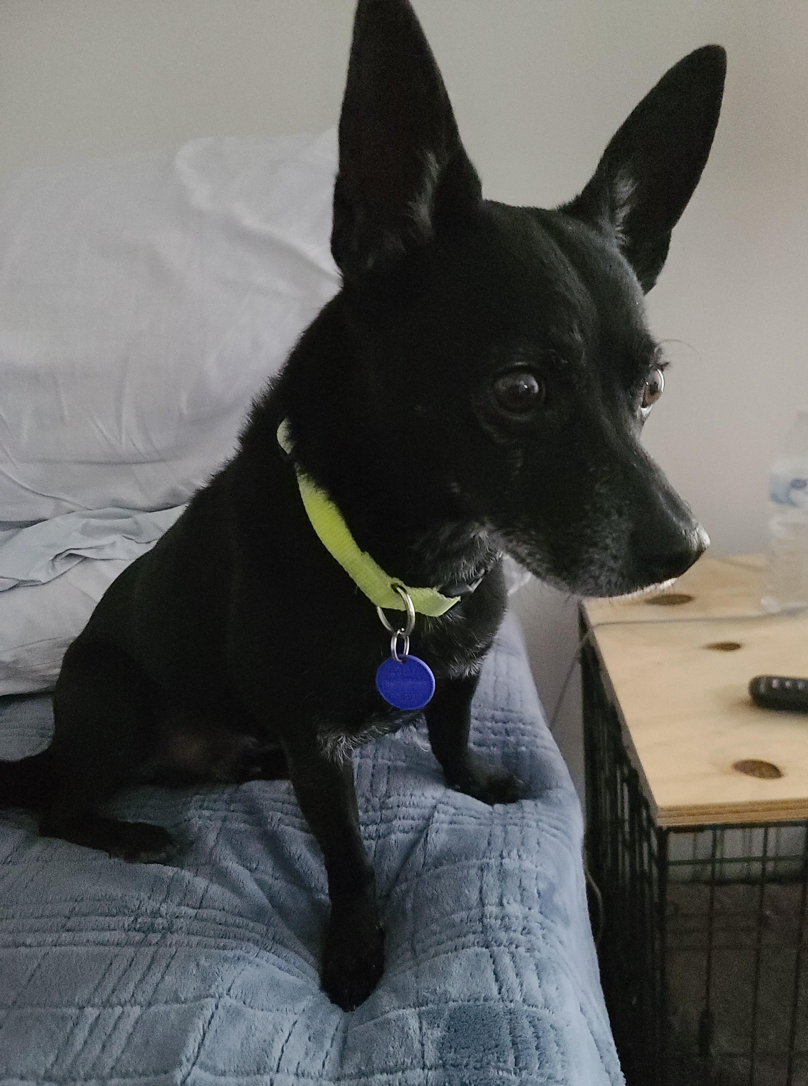 Enlarge Trip, a ADOPTABLE mixed breed in Boise, ID image 5/5