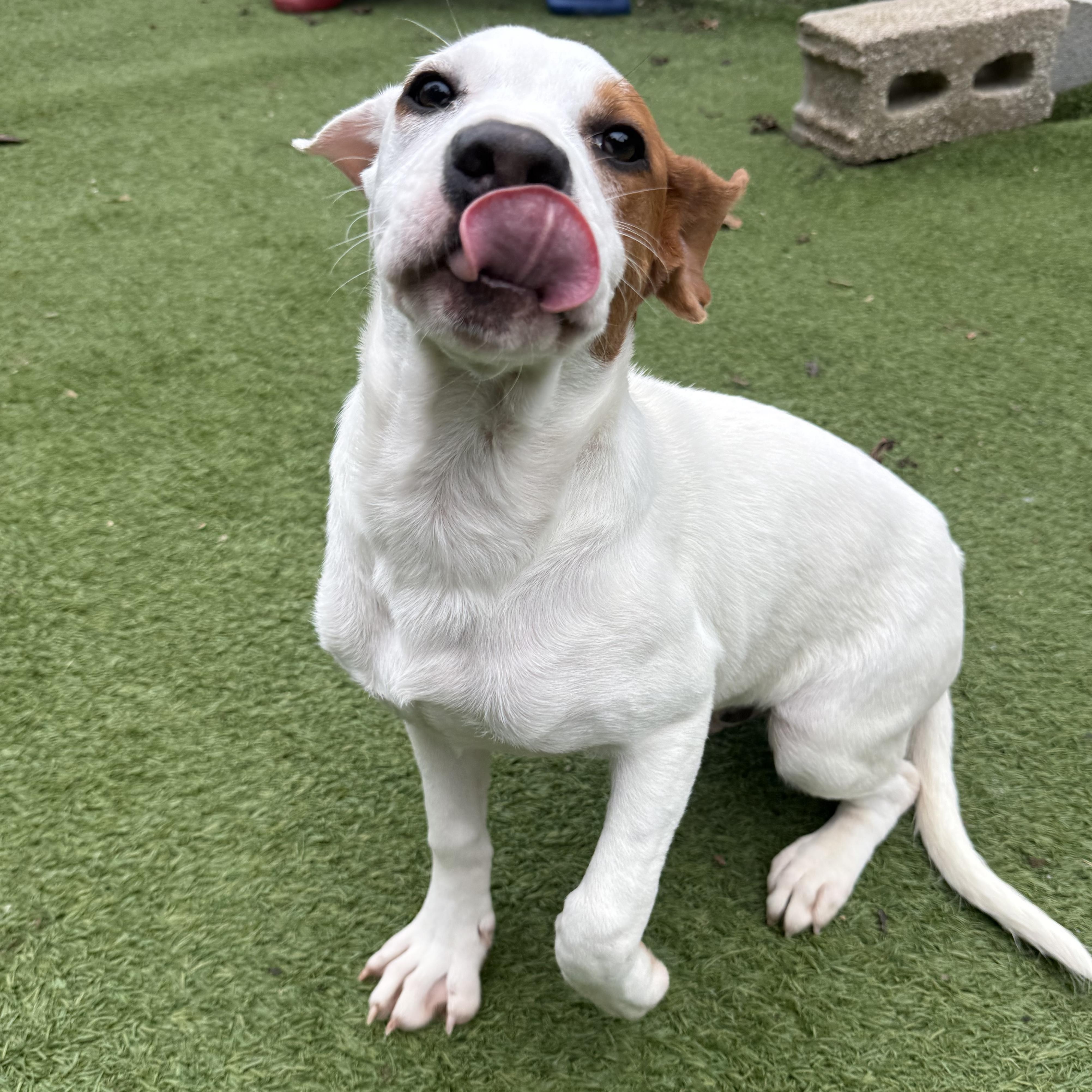 Enlarge Chandler, a Adoptable mixed breed in Groton, CT image 5/6