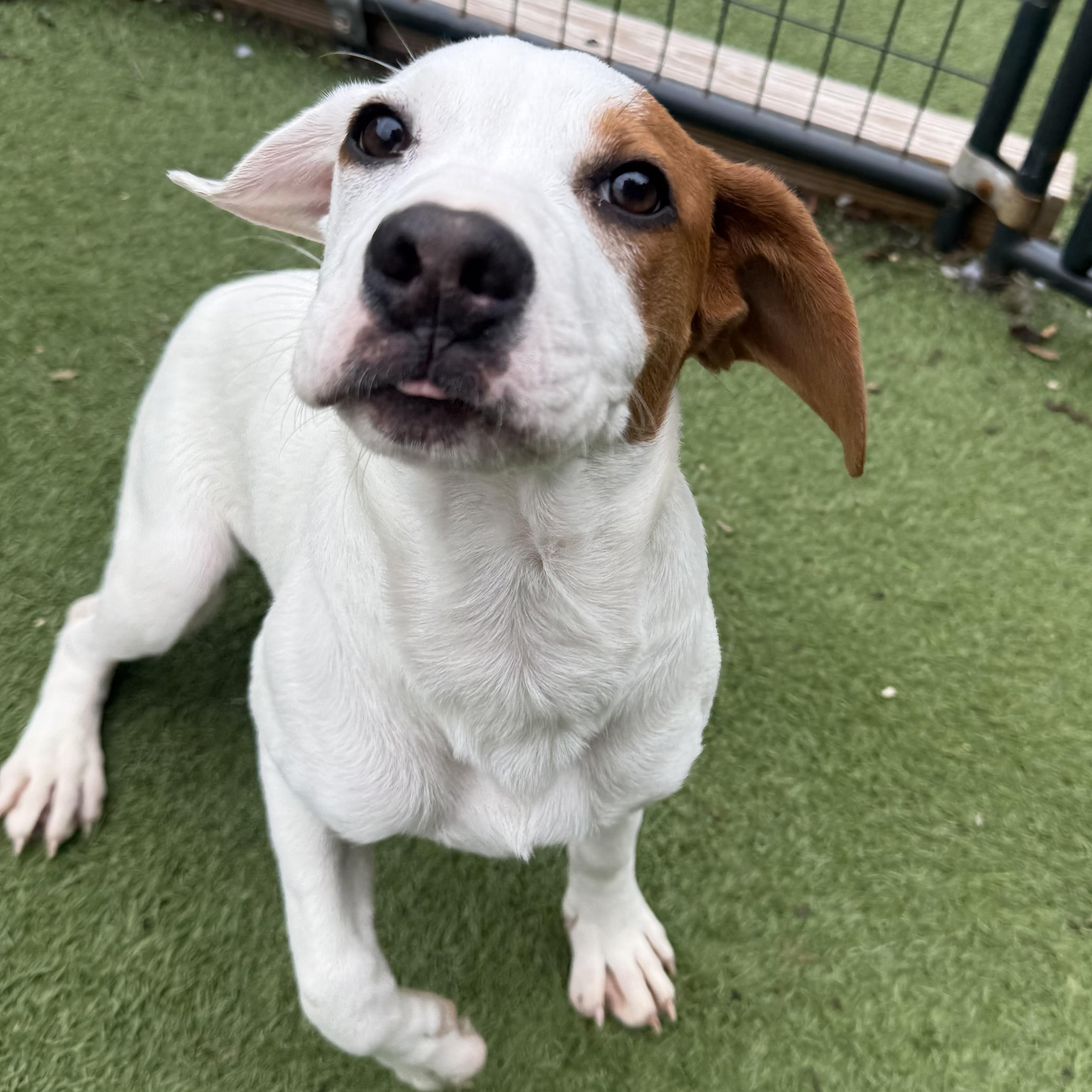 Enlarge Chandler, a Adoptable mixed breed in Groton, CT image 1/6