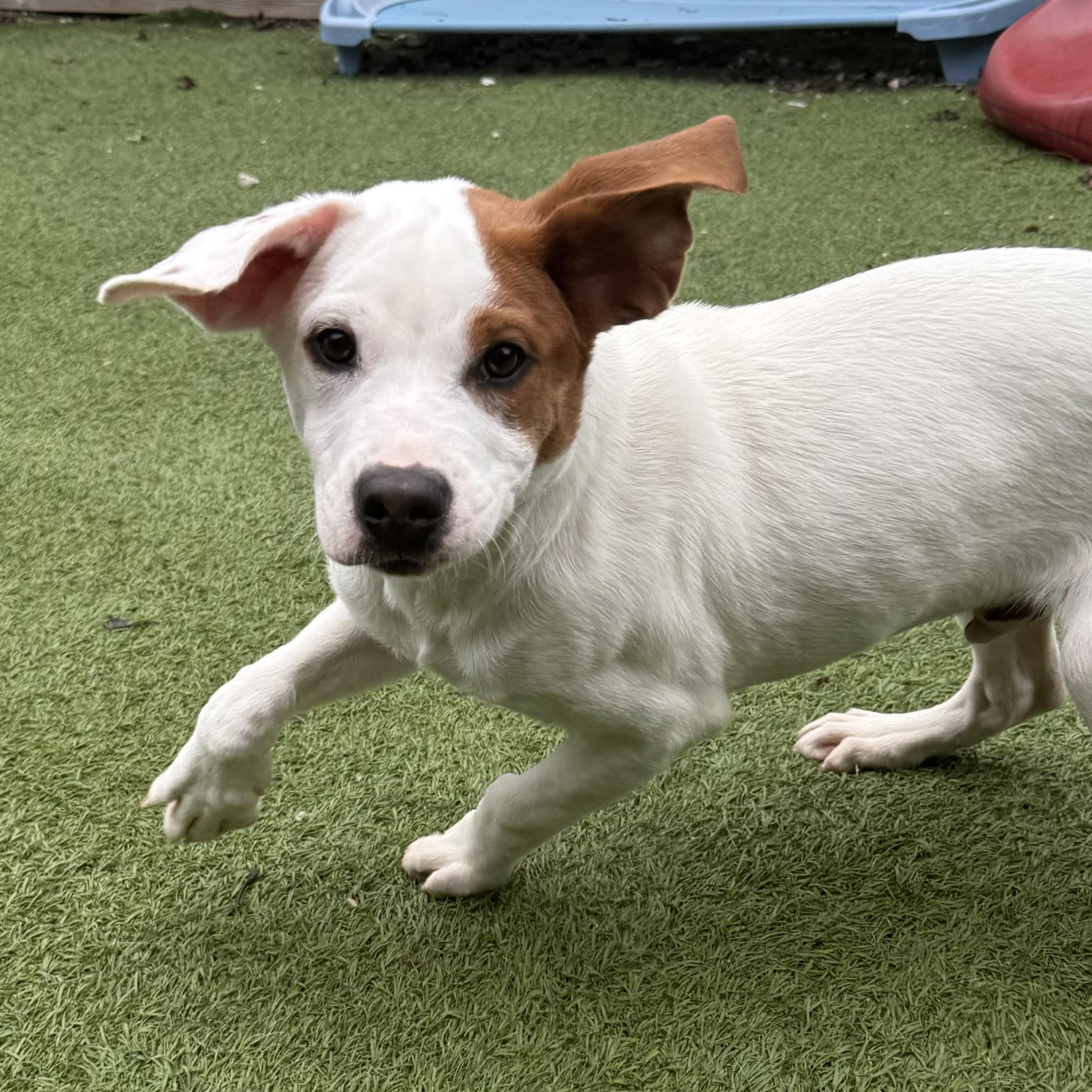 Enlarge Chandler, a Adoptable mixed breed in Groton, CT image 3/6