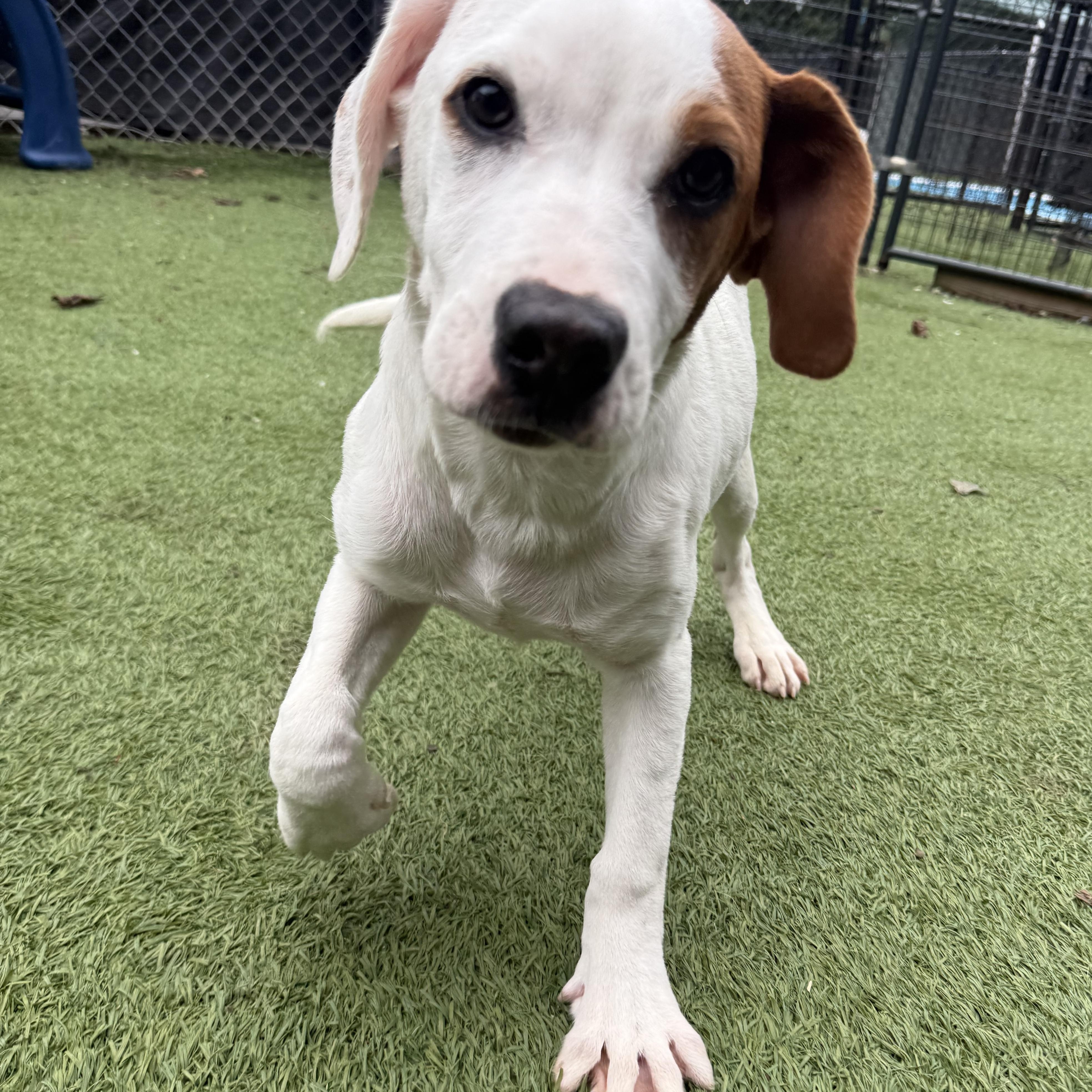 Enlarge Chandler, a Adoptable mixed breed in Groton, CT image 4/6