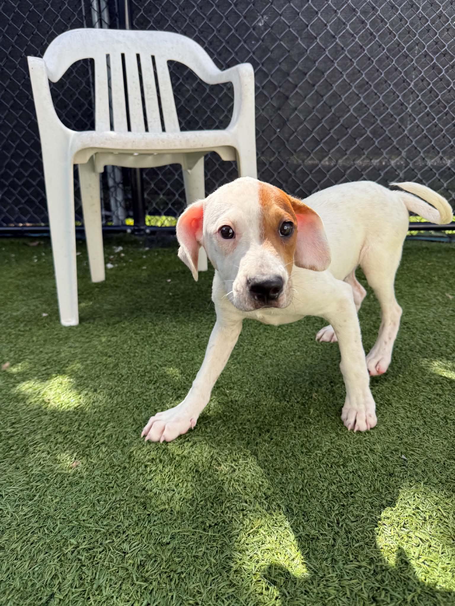 Chandler, Adoptable, Puppy Male Hound.
