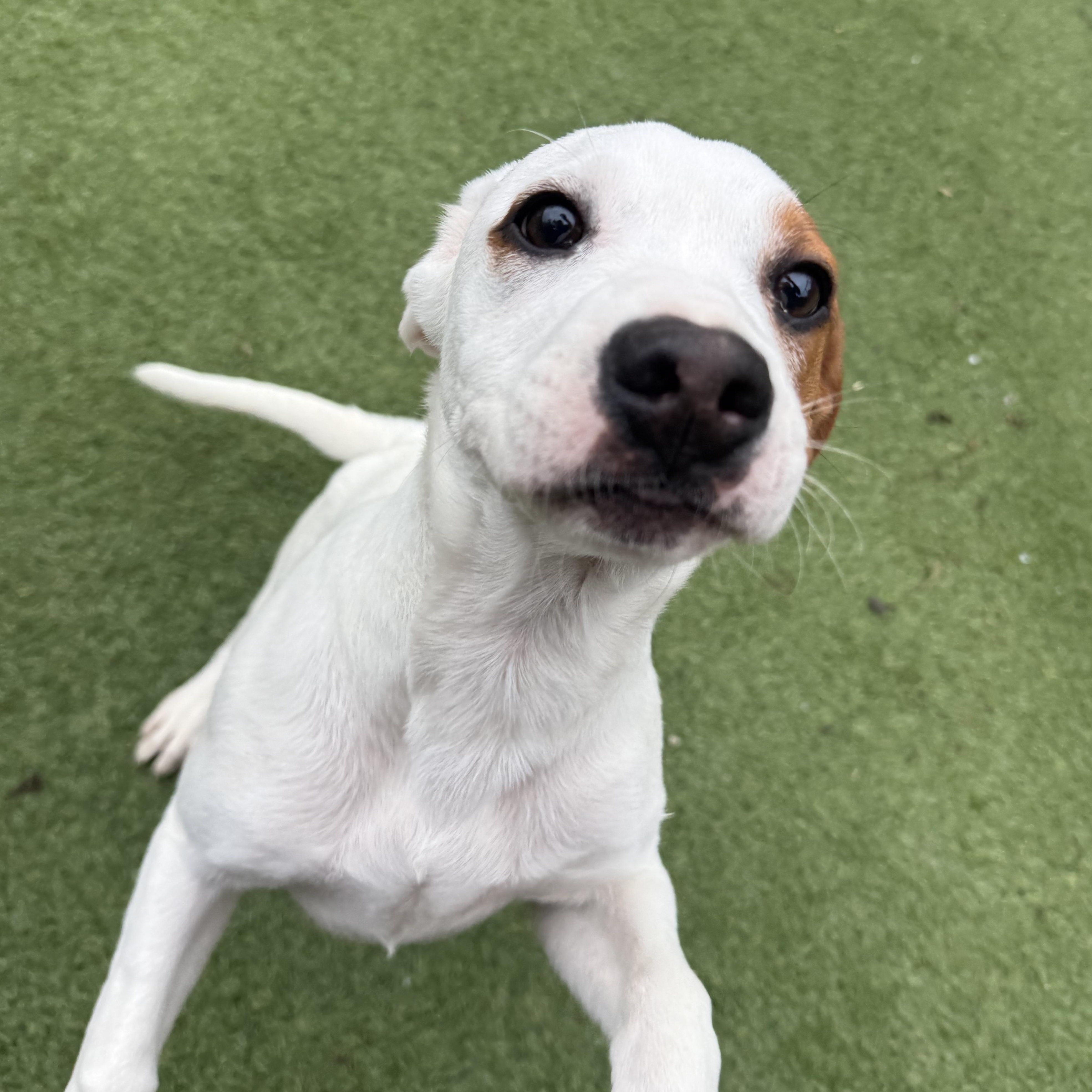 Enlarge Chandler, a Adoptable mixed breed in Groton, CT image 2/6