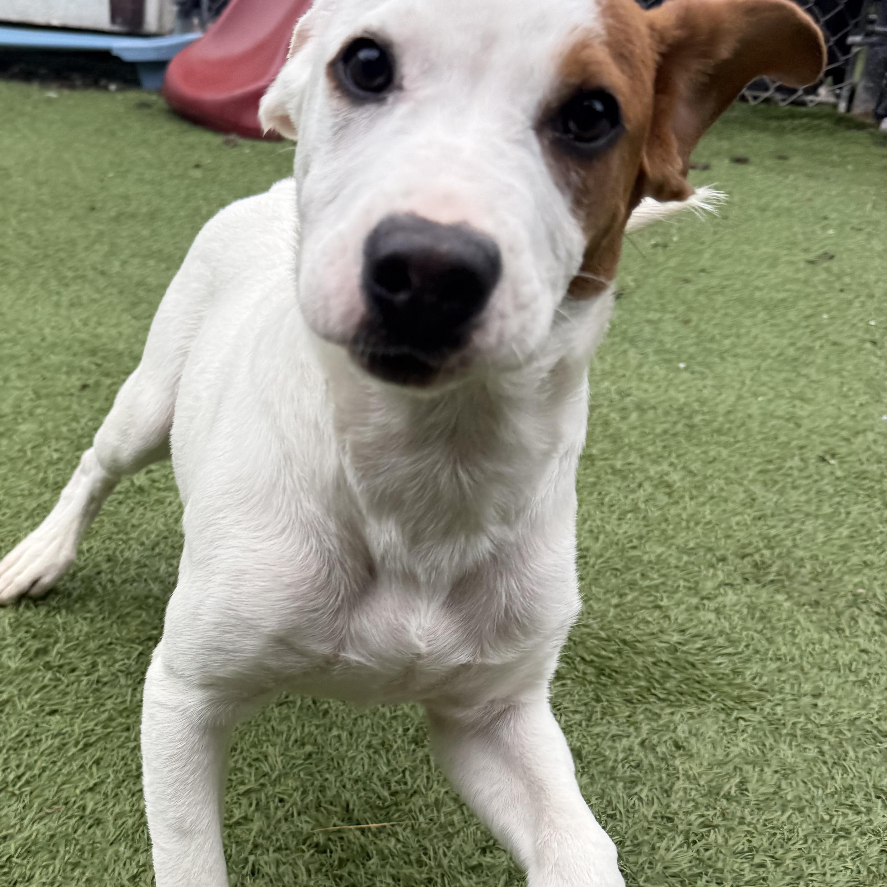Enlarge Chandler, a Adoptable mixed breed in Groton, CT image 6/6