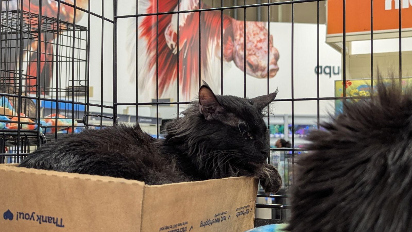 Enlarge Boone 3744, a Adoptable Domestic Medium Hair in Locust Grove, VA image 1/2